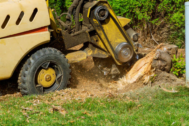 Best Tree Cutting Near Me  in Warrington, FL